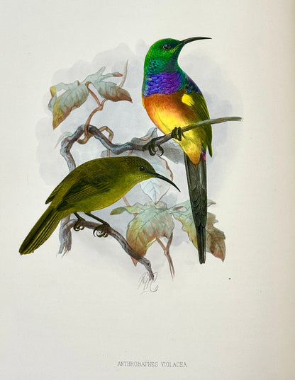 A Monograph of the Nectariniidae, or Family of Sun-Birds by G.E. Shelley