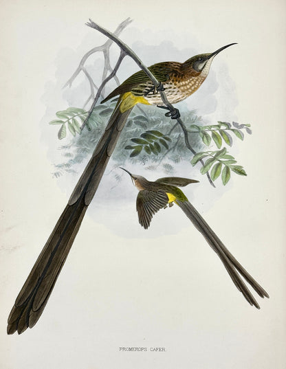A Monograph of the Nectariniidae, or Family of Sun-Birds by G.E. Shelley