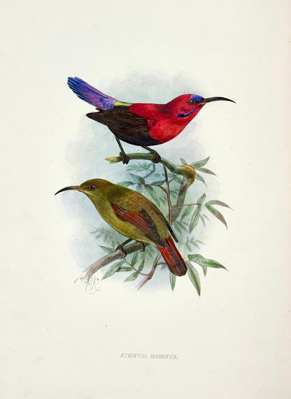 A Monograph of the Nectariniidae, or Family of Sun-Birds by G.E. Shelley