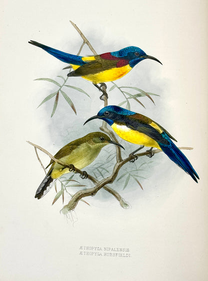 A Monograph of the Nectariniidae, or Family of Sun-Birds by G.E. Shelley