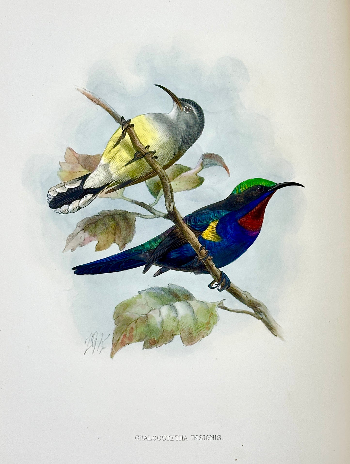 A Monograph of the Nectariniidae, or Family of Sun-Birds by G.E. Shelley