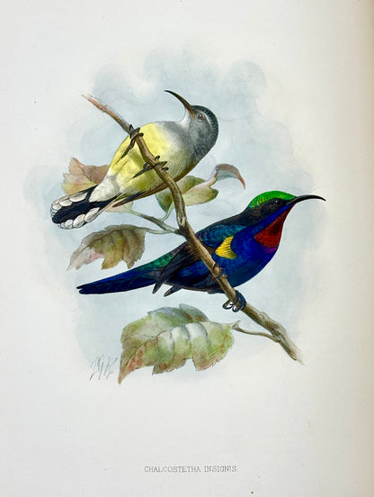 A Monograph of the Nectariniidae, or Family of Sun-Birds by G.E. Shelley