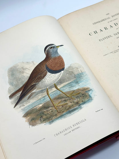 The Geographical Distribution of the Family Charadriidae or the Plovers, Sandpipers, Snipes and their Allies by Henry Seebohm