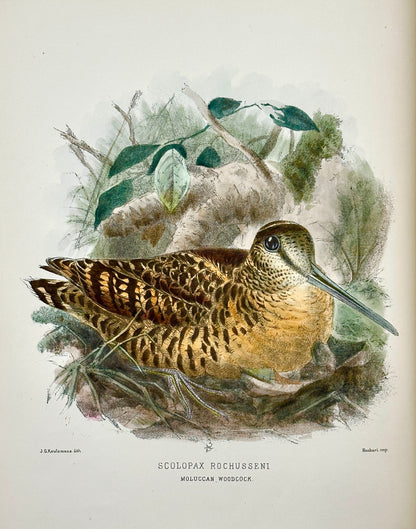 The Geographical Distribution of the Family Charadriidae or the Plovers, Sandpipers, Snipes and their Allies by Henry Seebohm
