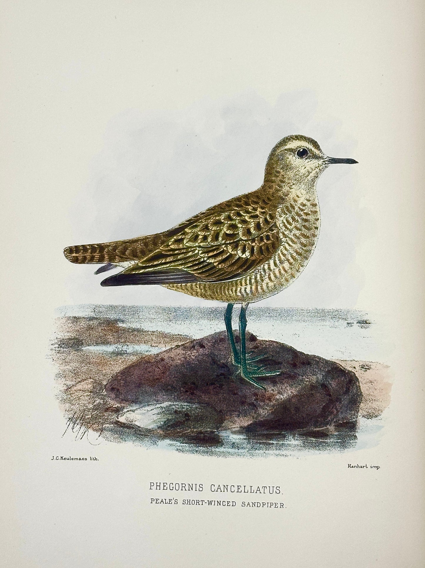 The Geographical Distribution of the Family Charadriidae or the Plovers, Sandpipers, Snipes and their Allies by Henry Seebohm