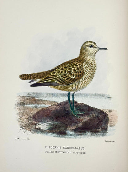 The Geographical Distribution of the Family Charadriidae or the Plovers, Sandpipers, Snipes and their Allies by Henry Seebohm