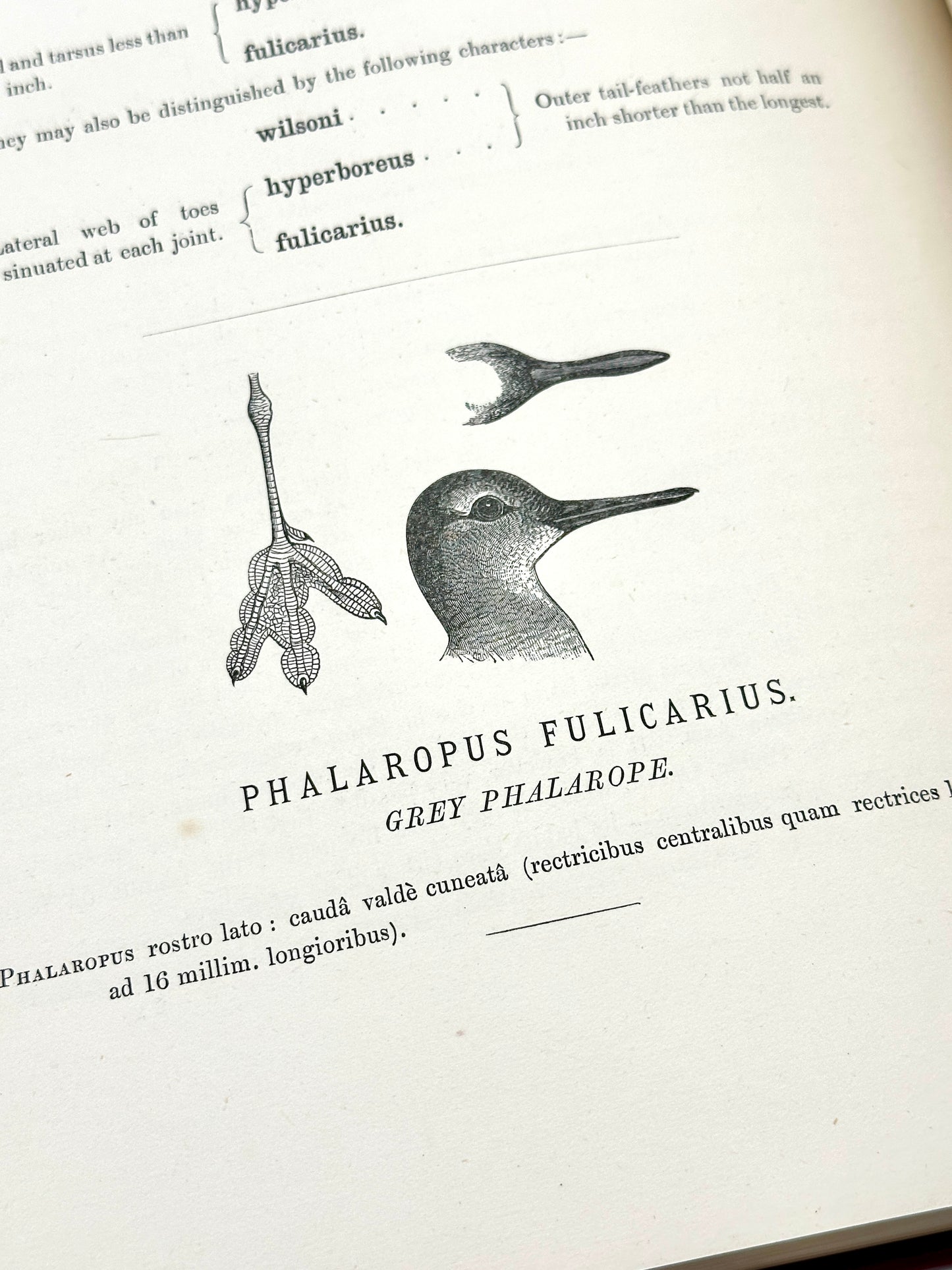 The Geographical Distribution of the Family Charadriidae or the Plovers, Sandpipers, Snipes and their Allies by Henry Seebohm