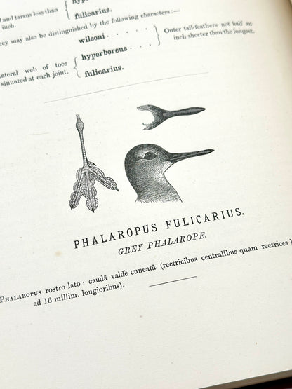 The Geographical Distribution of the Family Charadriidae or the Plovers, Sandpipers, Snipes and their Allies by Henry Seebohm