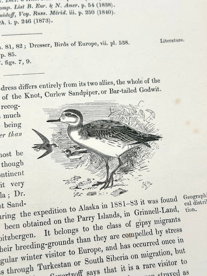 The Geographical Distribution of the Family Charadriidae or the Plovers, Sandpipers, Snipes and their Allies by Henry Seebohm