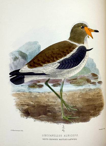The Geographical Distribution of the Family Charadriidae or the Plovers, Sandpipers, Snipes and their Allies by Henry Seebohm