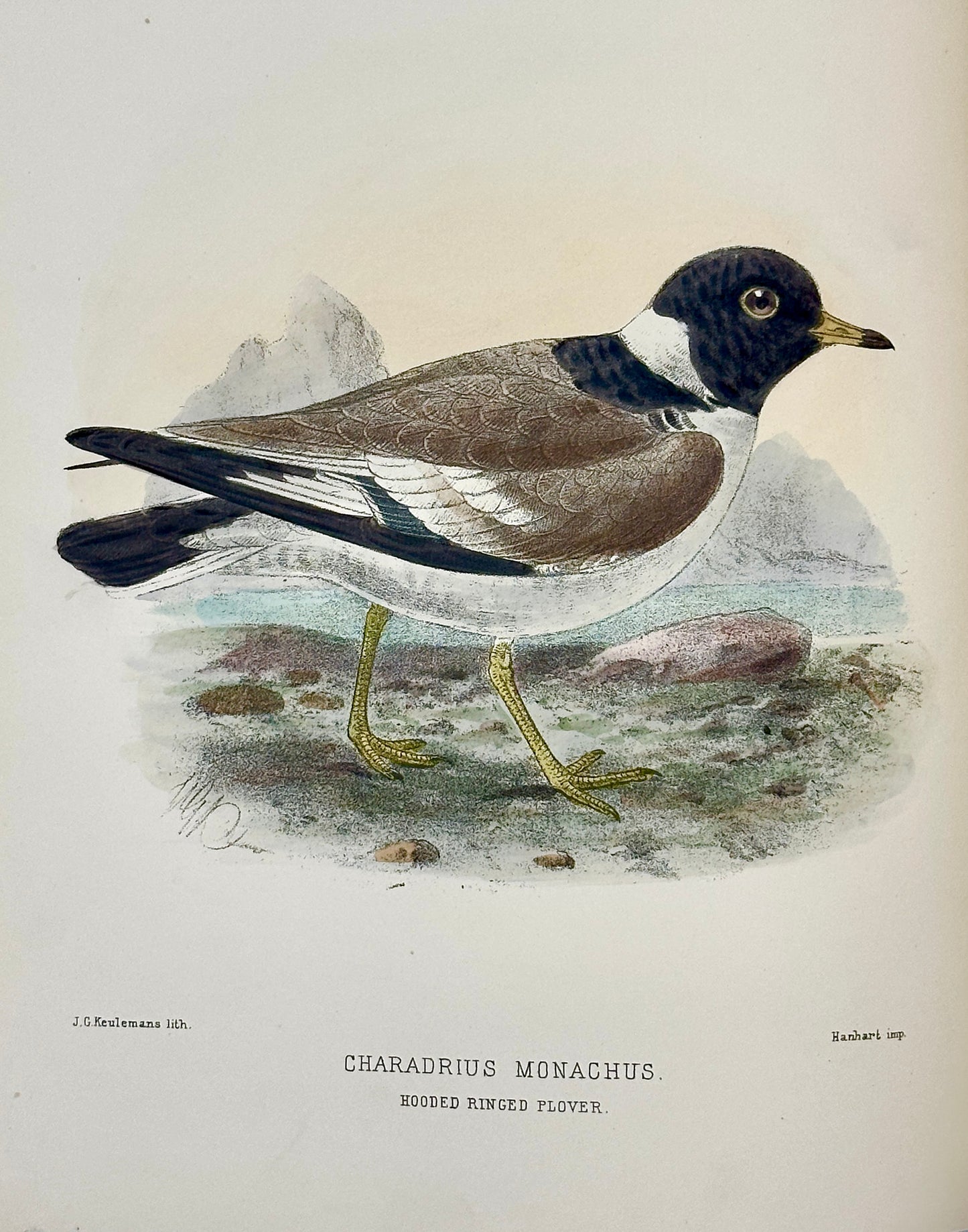 The Geographical Distribution of the Family Charadriidae or the Plovers, Sandpipers, Snipes and their Allies by Henry Seebohm