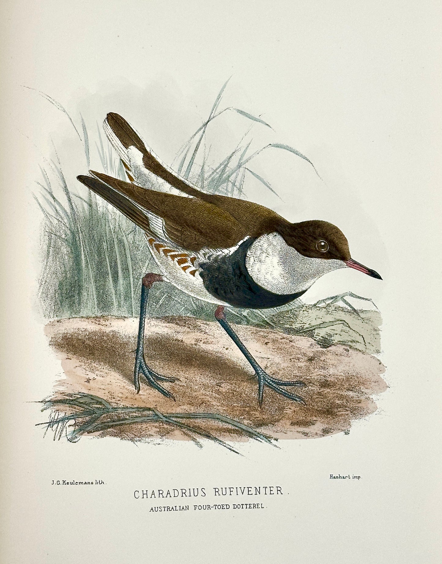 The Geographical Distribution of the Family Charadriidae or the Plovers, Sandpipers, Snipes and their Allies by Henry Seebohm
