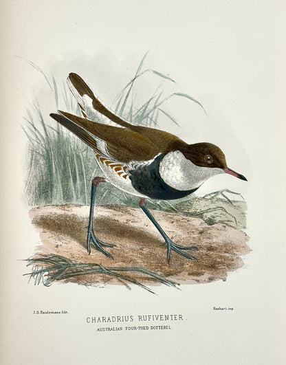 The Geographical Distribution of the Family Charadriidae or the Plovers, Sandpipers, Snipes and their Allies by Henry Seebohm
