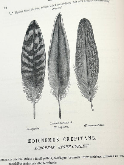 The Geographical Distribution of the Family Charadriidae or the Plovers, Sandpipers, Snipes and their Allies by Henry Seebohm