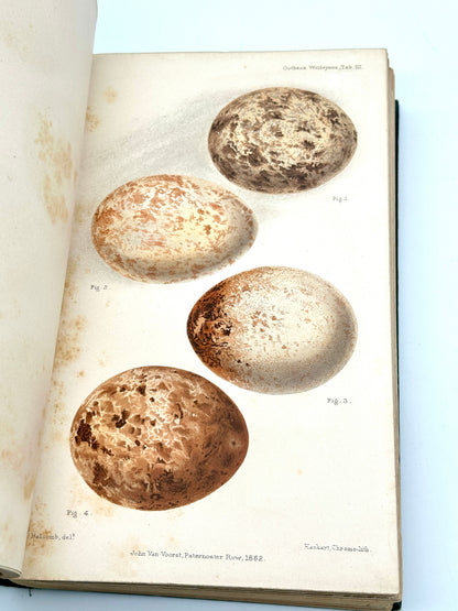 Ootheca Wolleyana by John Wolley and A. Newton (ed.)