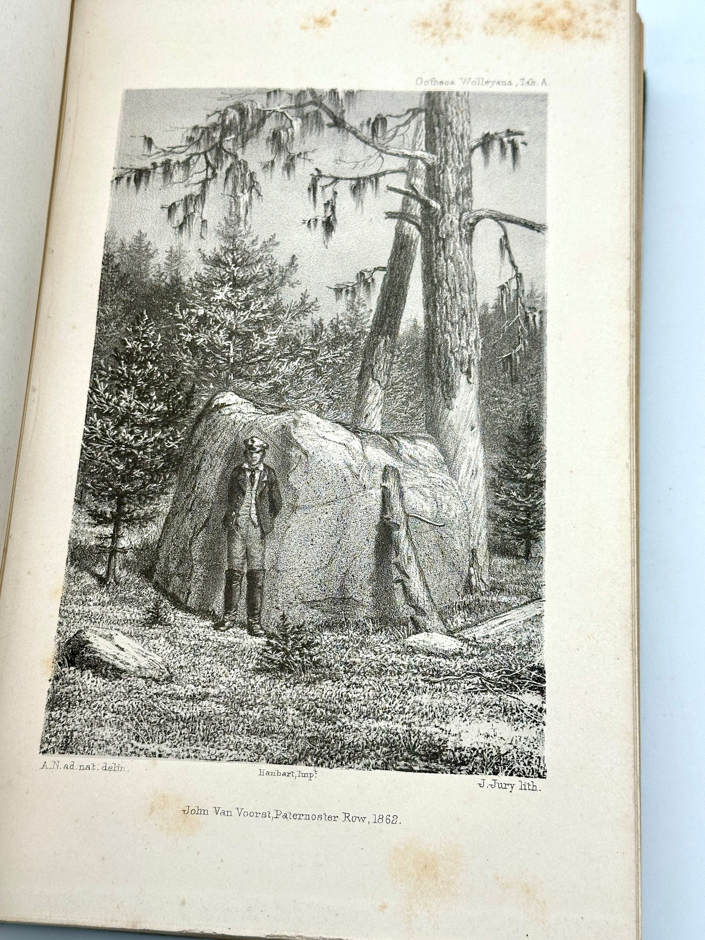 Ootheca Wolleyana by John Wolley and A. Newton (ed.)