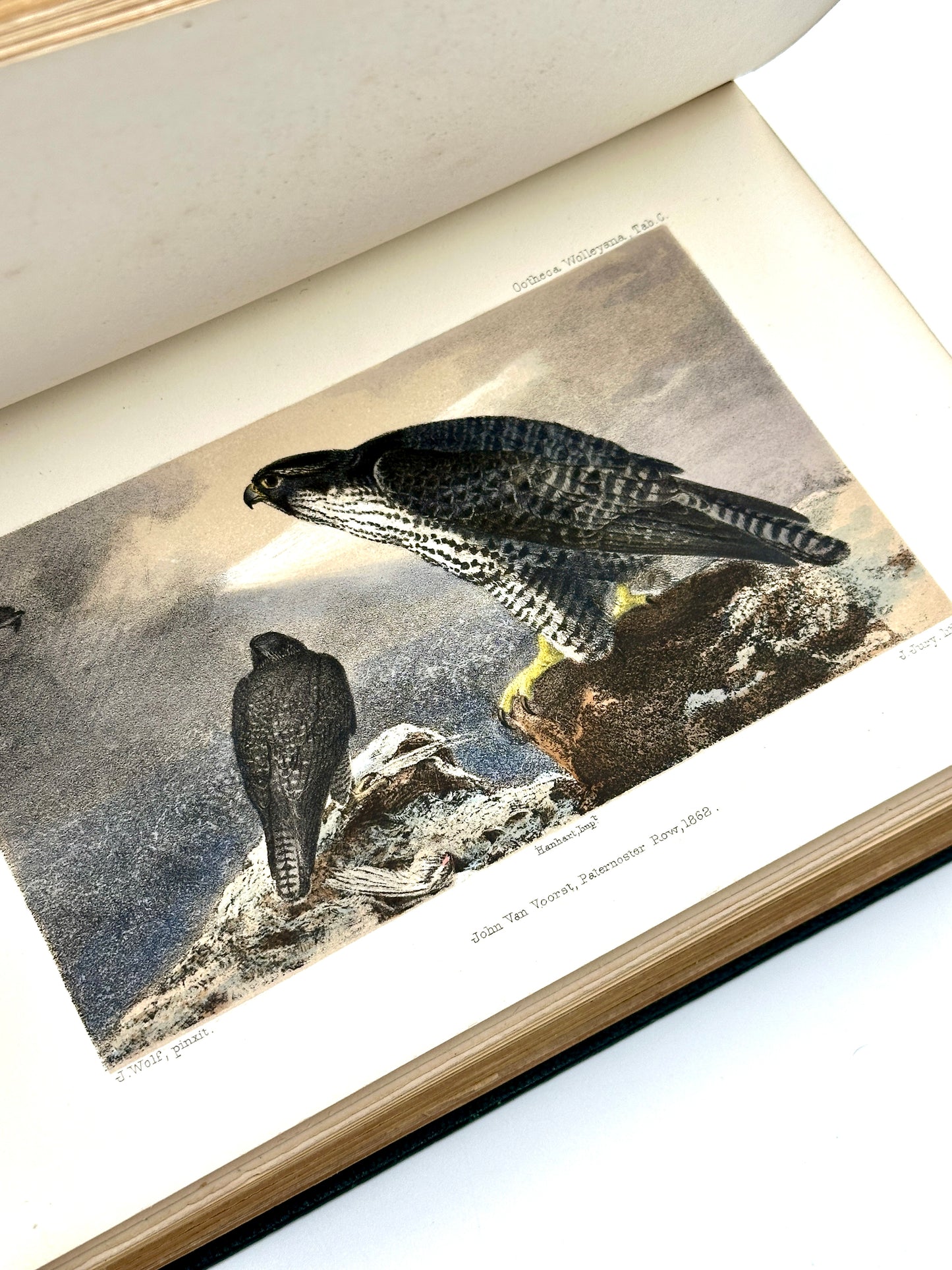 Ootheca Wolleyana by John Wolley and A. Newton (ed.)