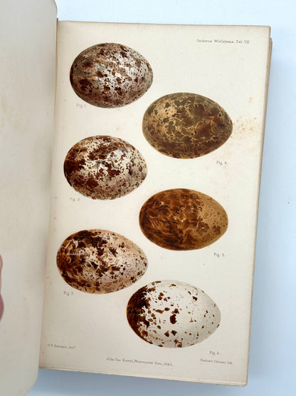 Ootheca Wolleyana by John Wolley and A. Newton (ed.)