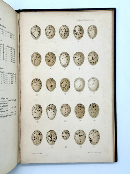 Ootheca Wolleyana by John Wolley and A. Newton (ed.)