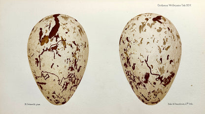 Ootheca Wolleyana by John Wolley and A. Newton (ed.)