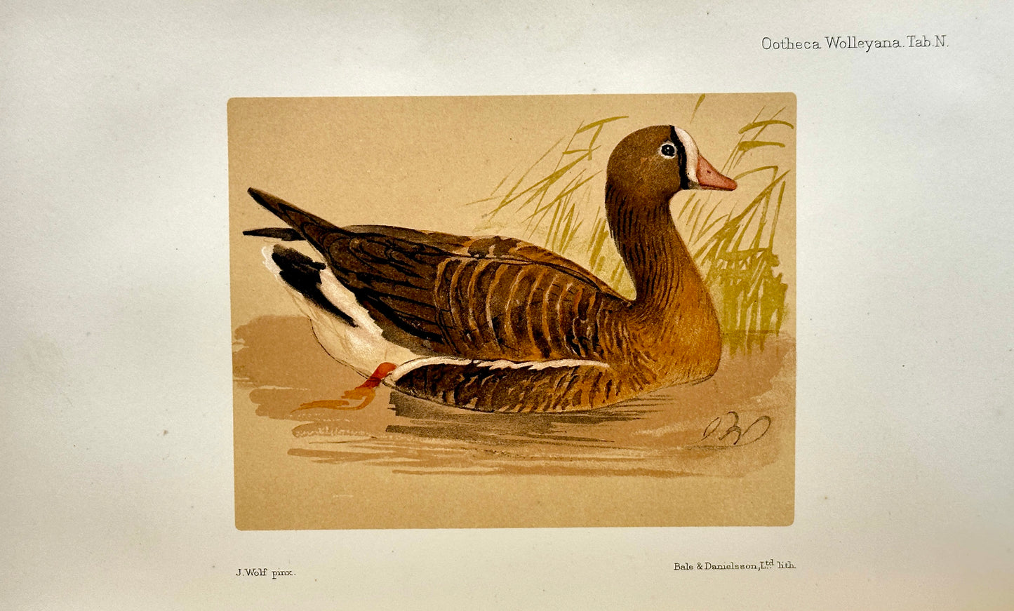 Ootheca Wolleyana by John Wolley and A. Newton (ed.)