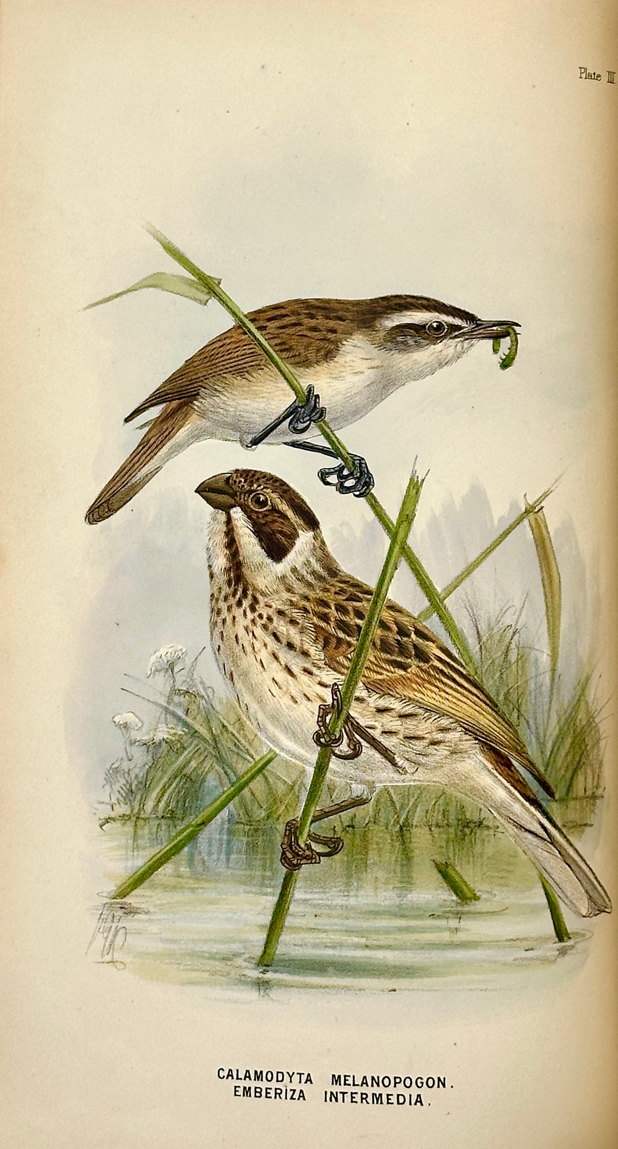A Handbook to the Birds of Egypt by G.E. Shelley