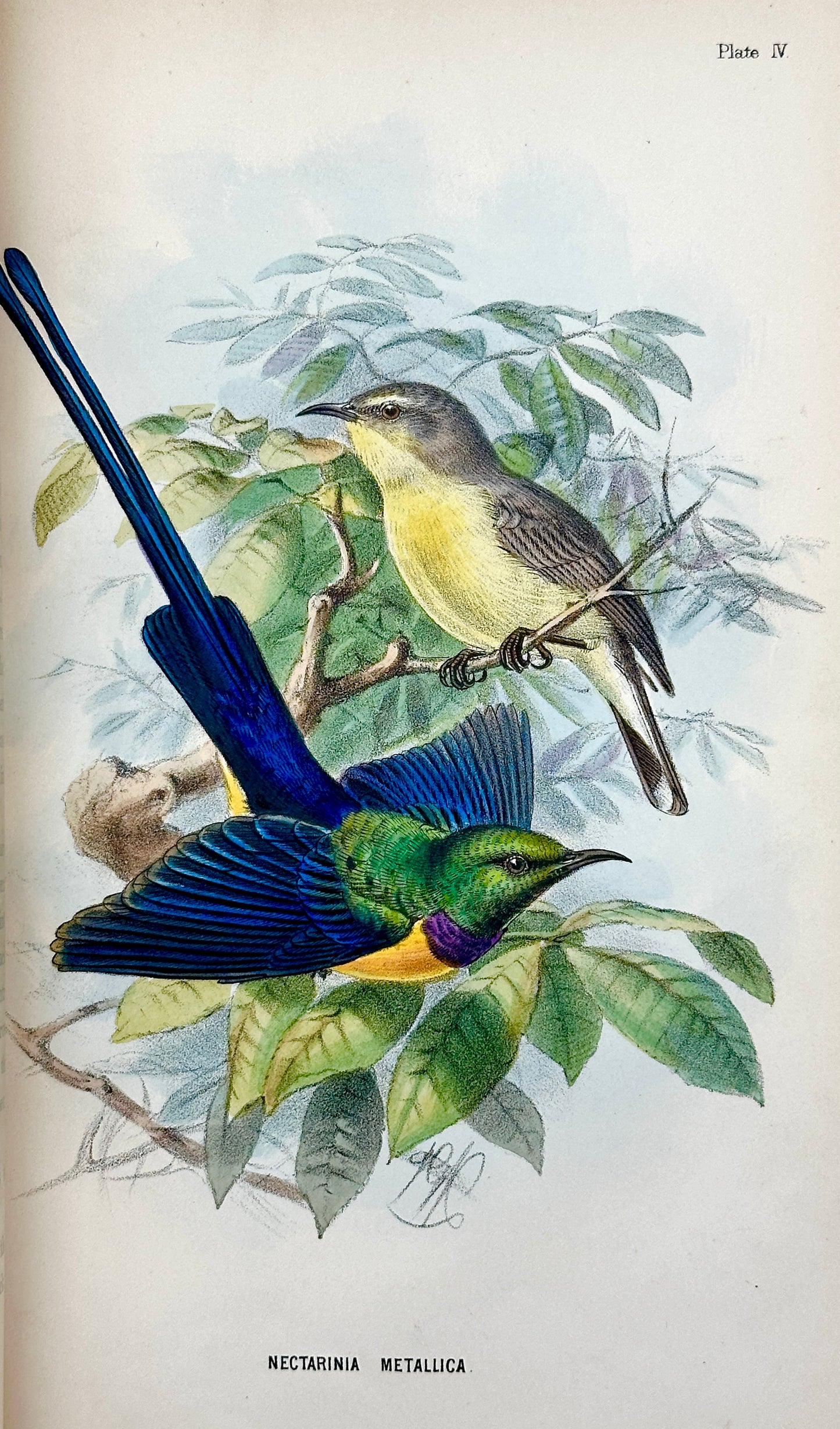 A Handbook to the Birds of Egypt by G.E. Shelley