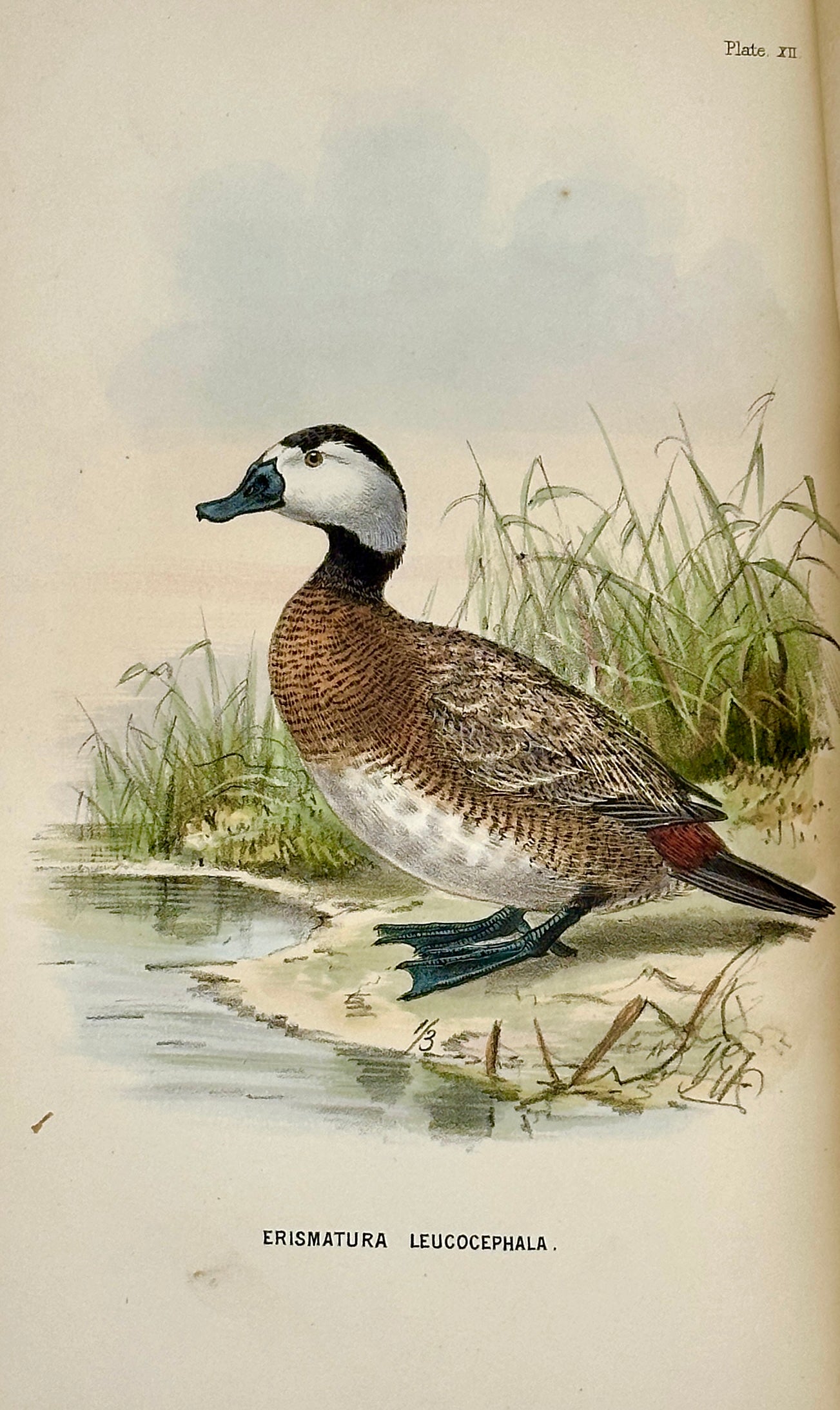 A Handbook to the Birds of Egypt by G.E. Shelley
