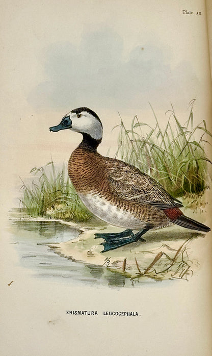 A Handbook to the Birds of Egypt by G.E. Shelley