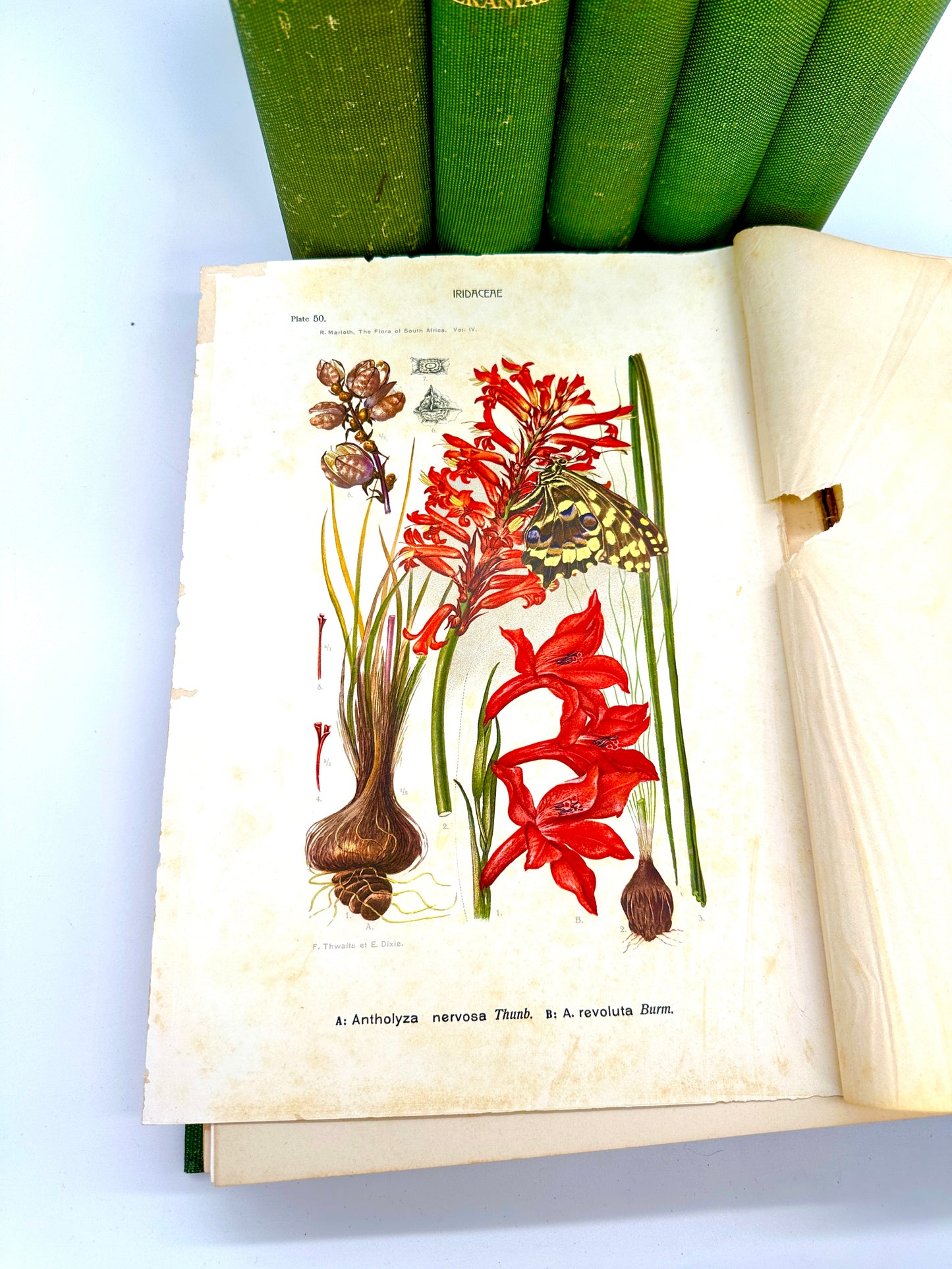 The Flora of South Africa by Rudloph Marloth