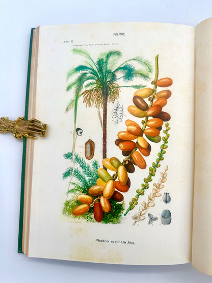 The Flora of South Africa by Rudloph Marloth