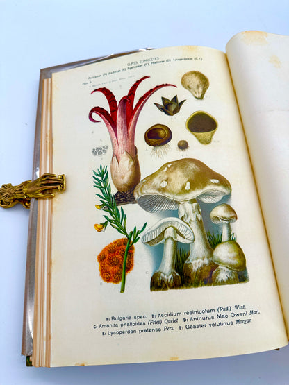 The Flora of South Africa by Rudloph Marloth