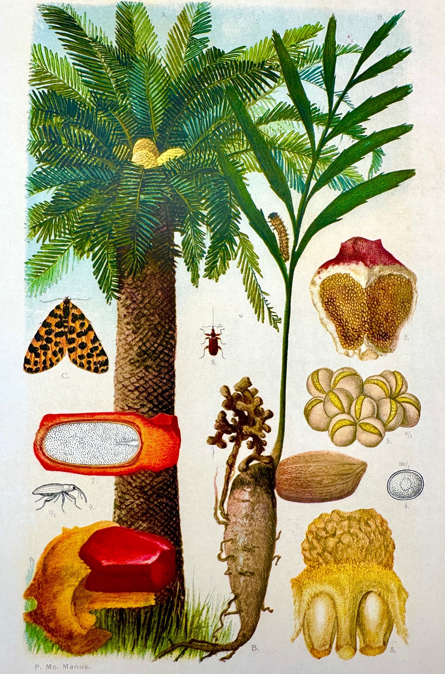 The Flora of South Africa by Rudloph Marloth