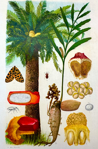 The Flora of South Africa by Rudloph Marloth