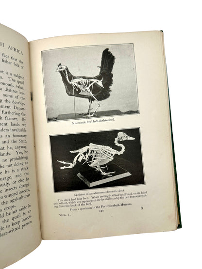 The Natural History of South Africa: Birds in Two Volumes by F.W. Fitzsimons