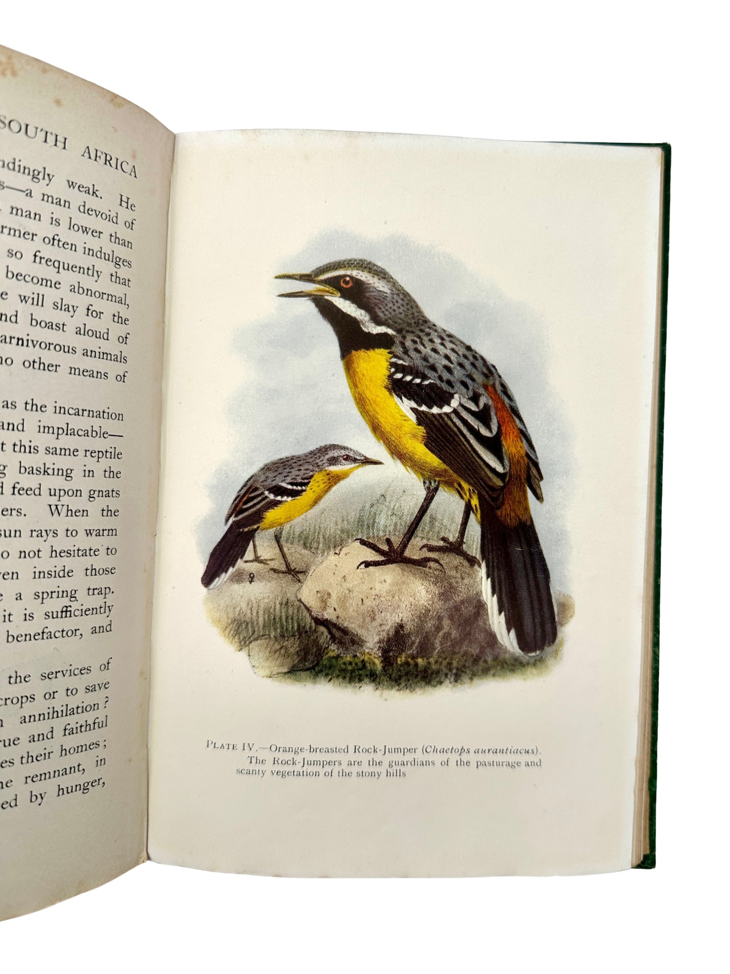 The Natural History of South Africa: Birds in Two Volumes by F.W. Fitzsimons