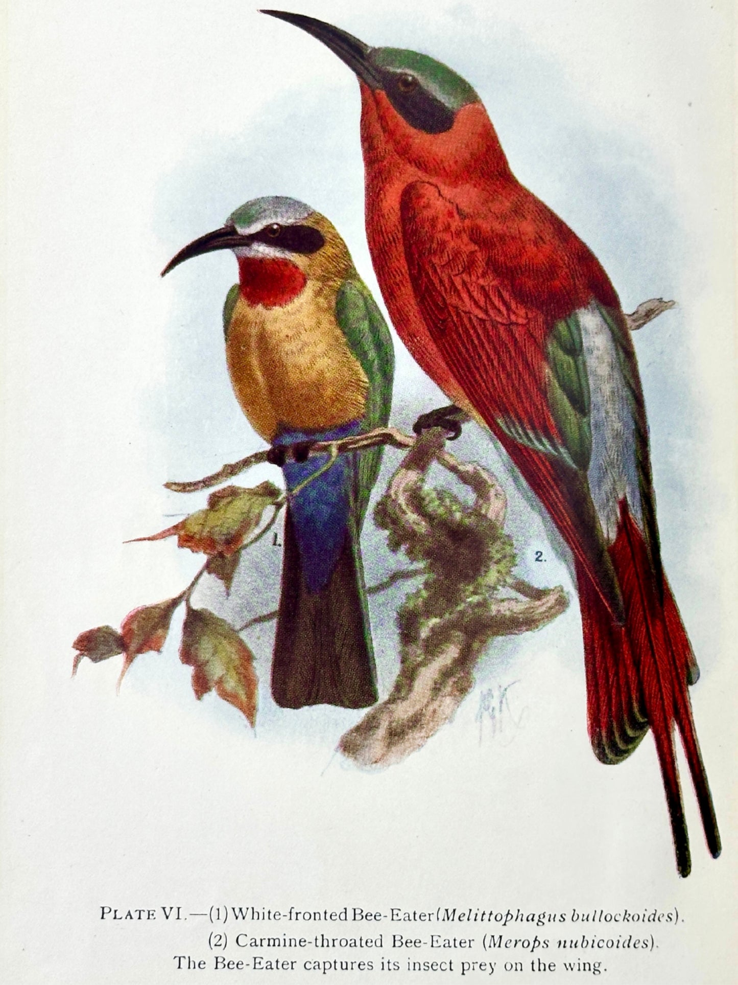 The Natural History of South Africa: Birds in Two Volumes by F.W. Fitzsimons