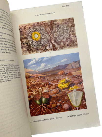 Stone-Shaped Plants by Rudolph Marloth