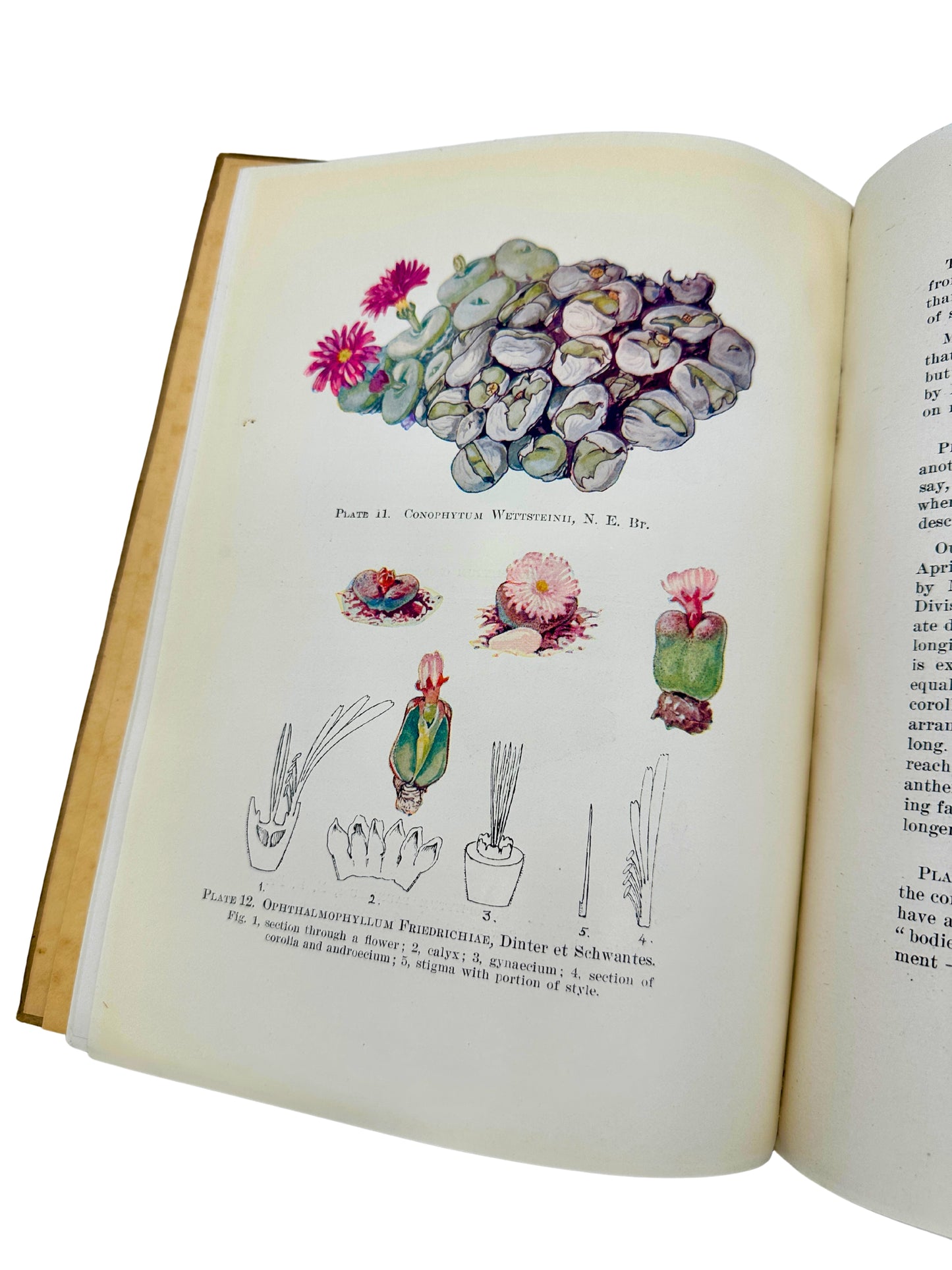 South African Succulents by Louisa Bolus (Inscribed to Sima Eliovson)